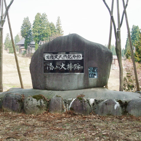 松之山 湯山大欅跡 記念碑
